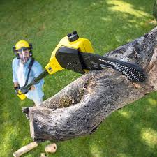 Best Stump Grinding and Removal  in Murphy, MO