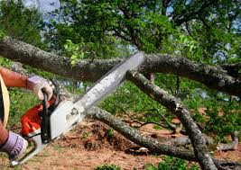 Best Commercial Tree Services  in Murphy, MO