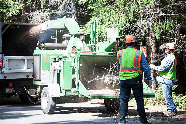 Best Tree Disease Treatment  in Murphy, MO