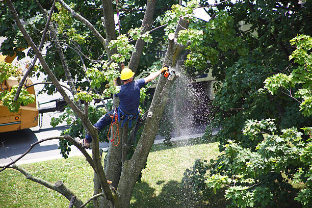 Best Firewood Processing and Delivery  in Murphy, MO