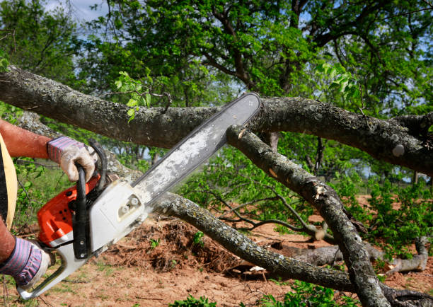 Professional Tree Removal Services in Murphy, MO